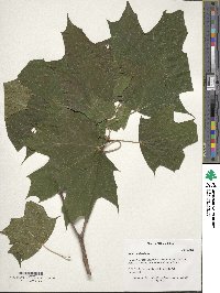 Acer saccharinum image