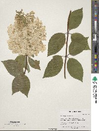 Hydrangea paniculata image