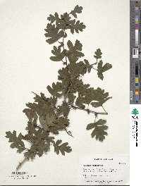 Crataegus phaenopyrum image