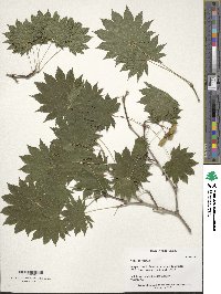 Acer japonicum image