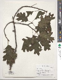 Quercus rubra image