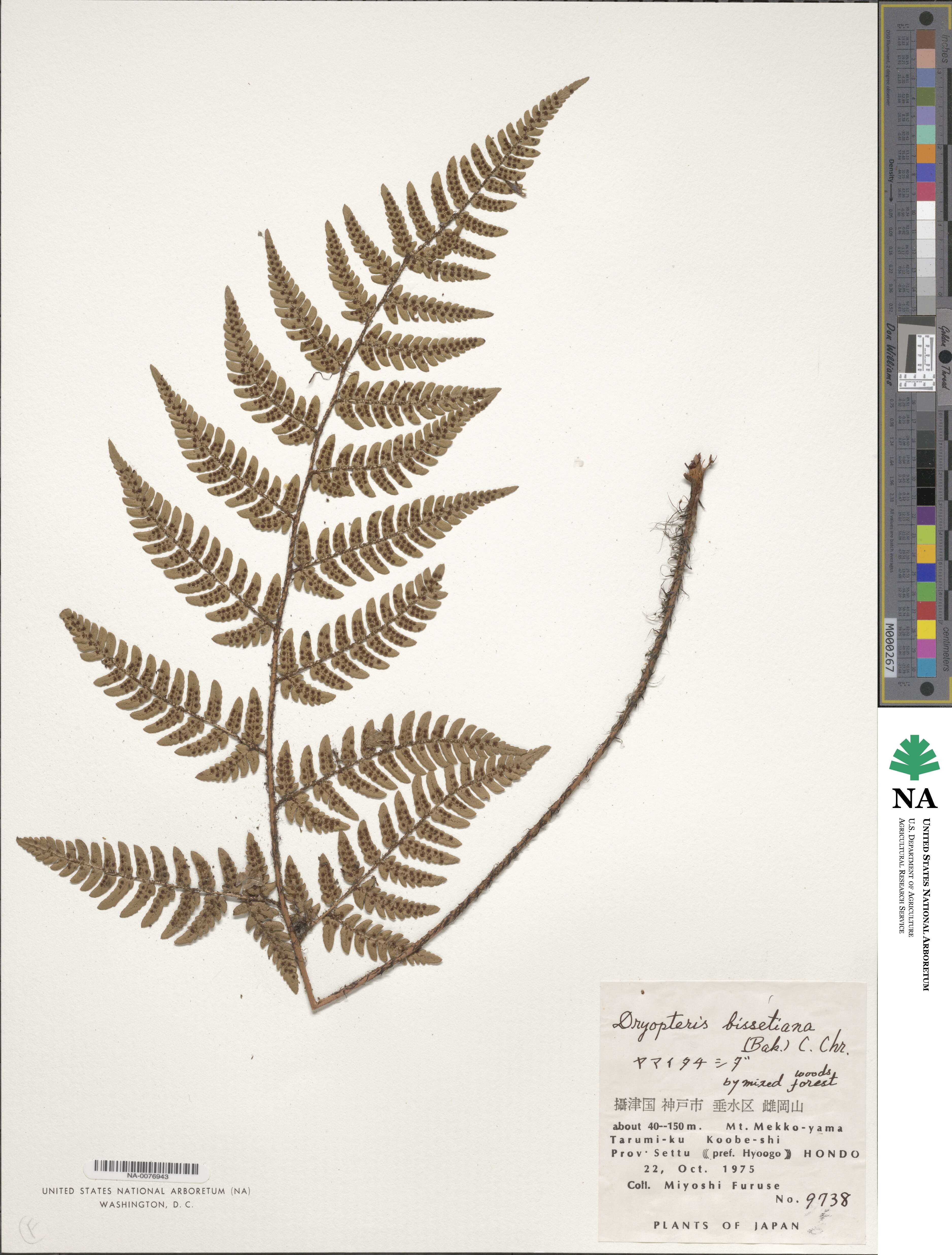 Dryopteris bissetiana image