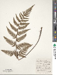 Dryopteris bissetiana image