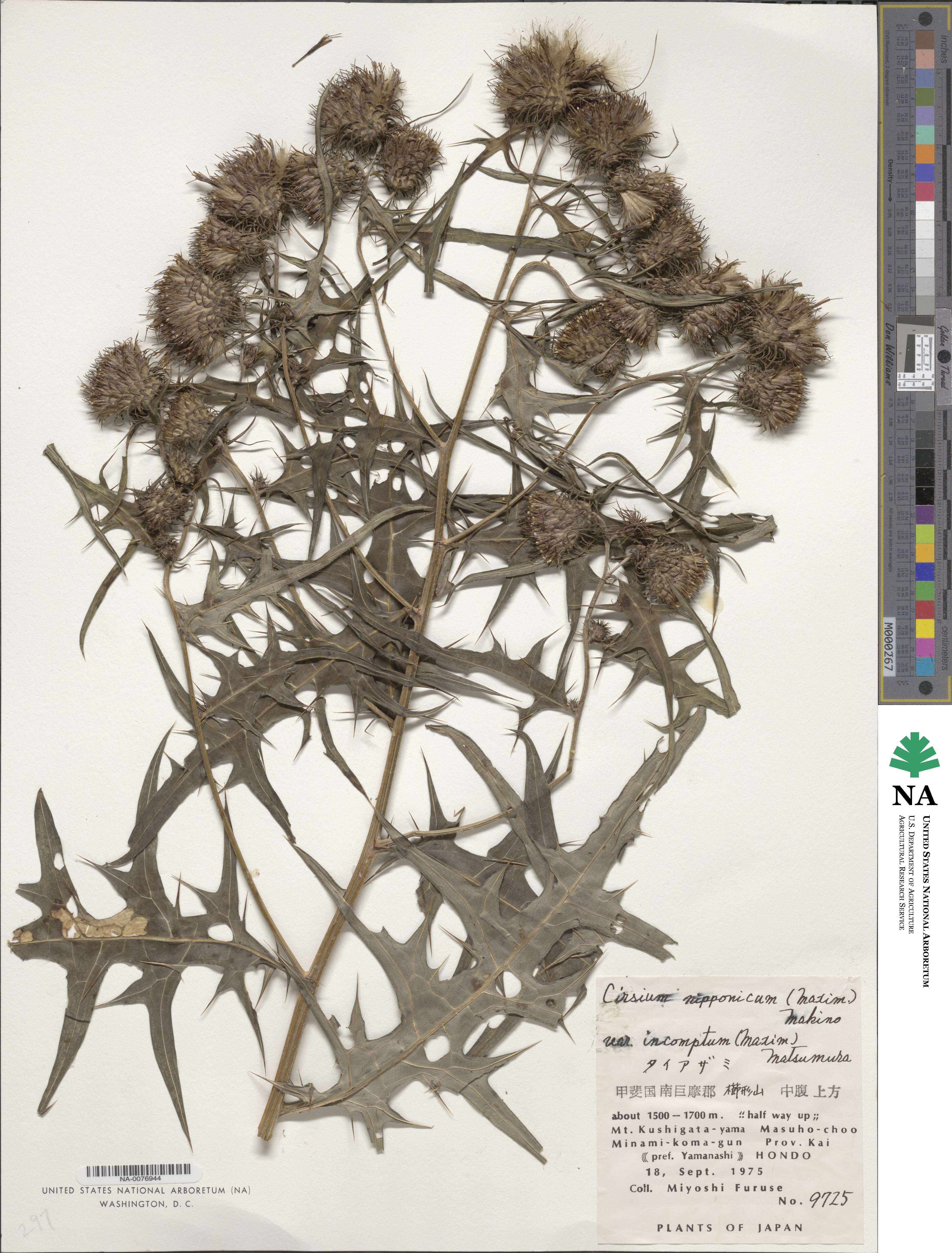 Cirsium nipponicum var. incomptum image