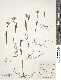 Image of Pogonia japonica