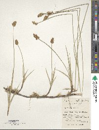 Carex arenicola image