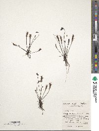 Image of Drosera anglica