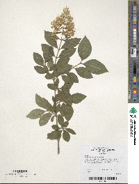 Ligustrum ovalifolium image