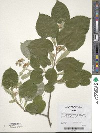 Image of Tilia tomentosa