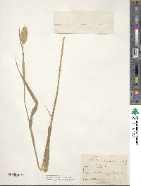 Phalaris canariensis image