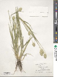 Phalaris canariensis image