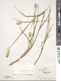 Phalaris canariensis image