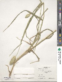 Phalaris canariensis image