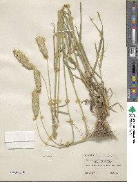 Phalaris coerulescens image