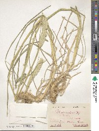 Phalaris coerulescens image