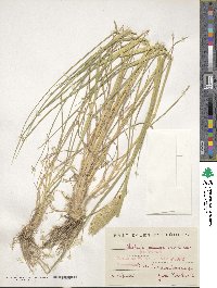 Phalaris coerulescens image