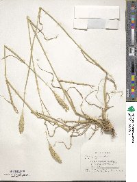 Phalaris coerulescens image