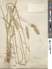 Phalaris coerulescens image