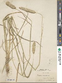 Phalaris coerulescens image