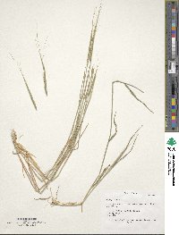 Aegilops cylindrica image