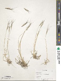 Aegilops triuncialis image