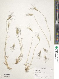 Aegilops biuncialis image