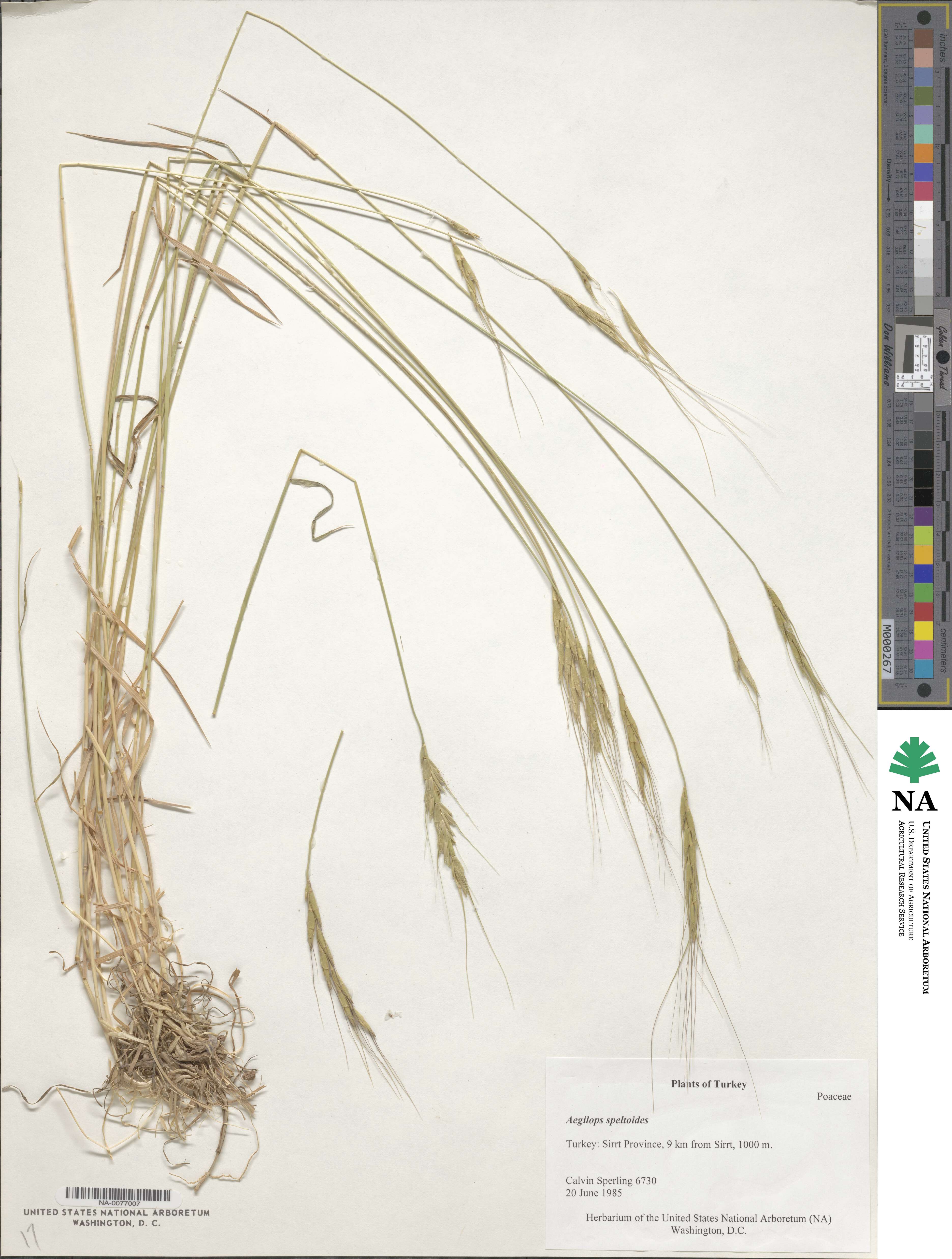 Aegilops speltoides image