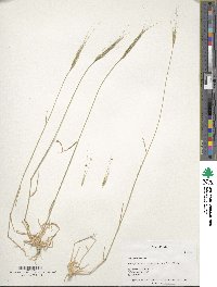 Aegilops speltoides image