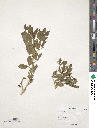 Vicia narbonensis image