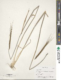 Aegilops speltoides image