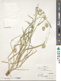 Image of Phalaris brachystachys