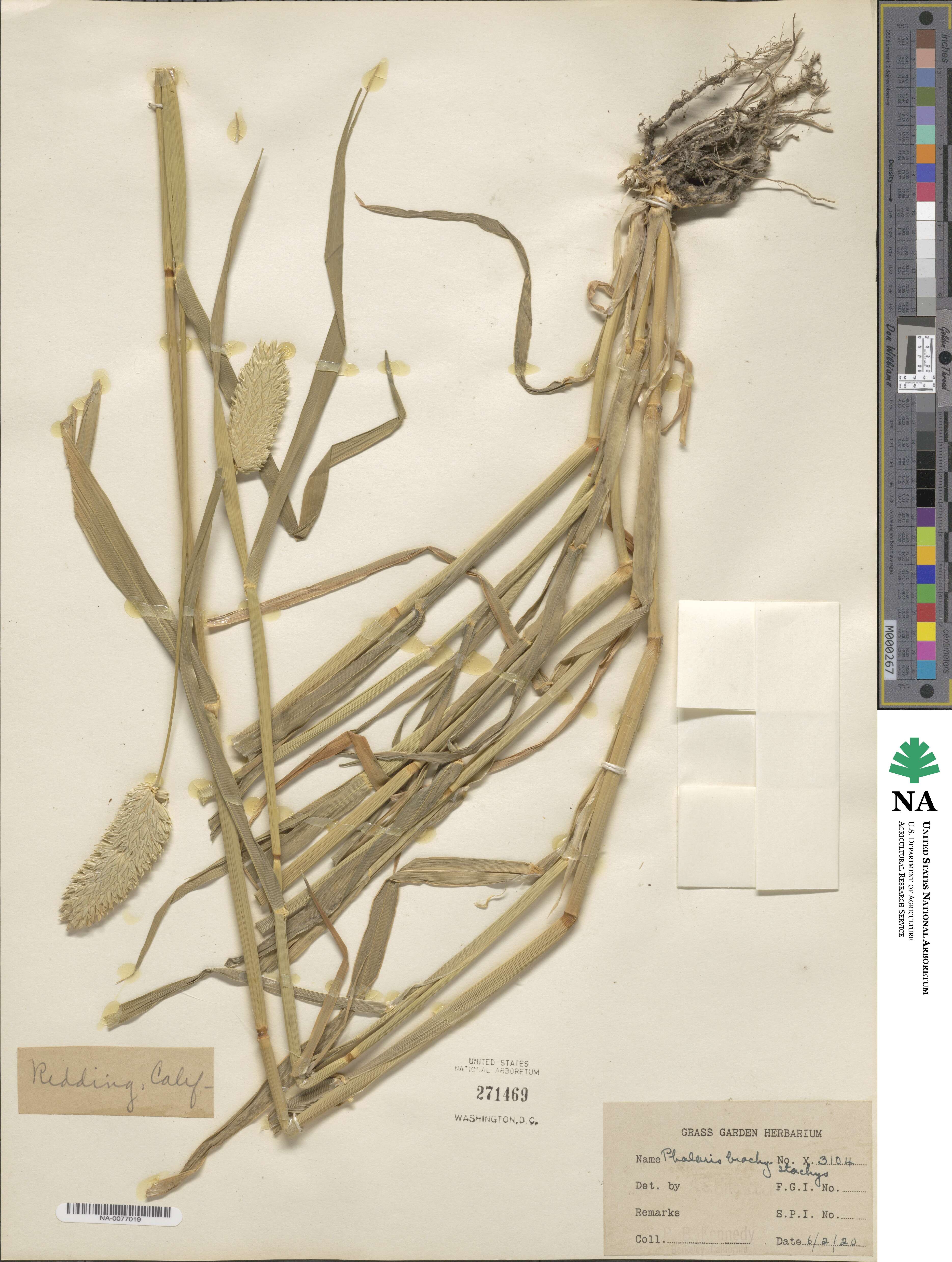Phalaris brachystachys image