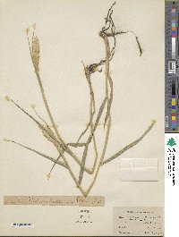 Phalaris bulbosa image