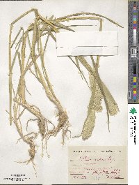 Phalaris coerulescens image