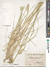 Phalaris coerulescens image