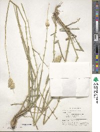 Phalaris coerulescens image