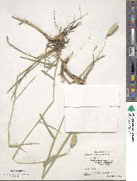 Phalaris coerulescens image