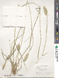 Phalaris coerulescens image