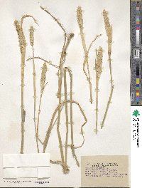 Phalaris aquatica image