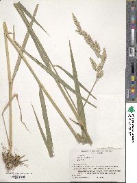 Phalaris arundinacea image