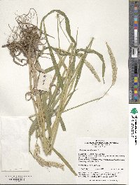 Phalaris arundinacea image