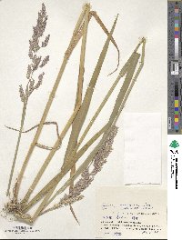 Phalaris arundinacea image