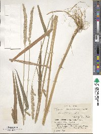 Phalaris arundinacea image