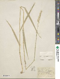 Phalaris arundinacea image