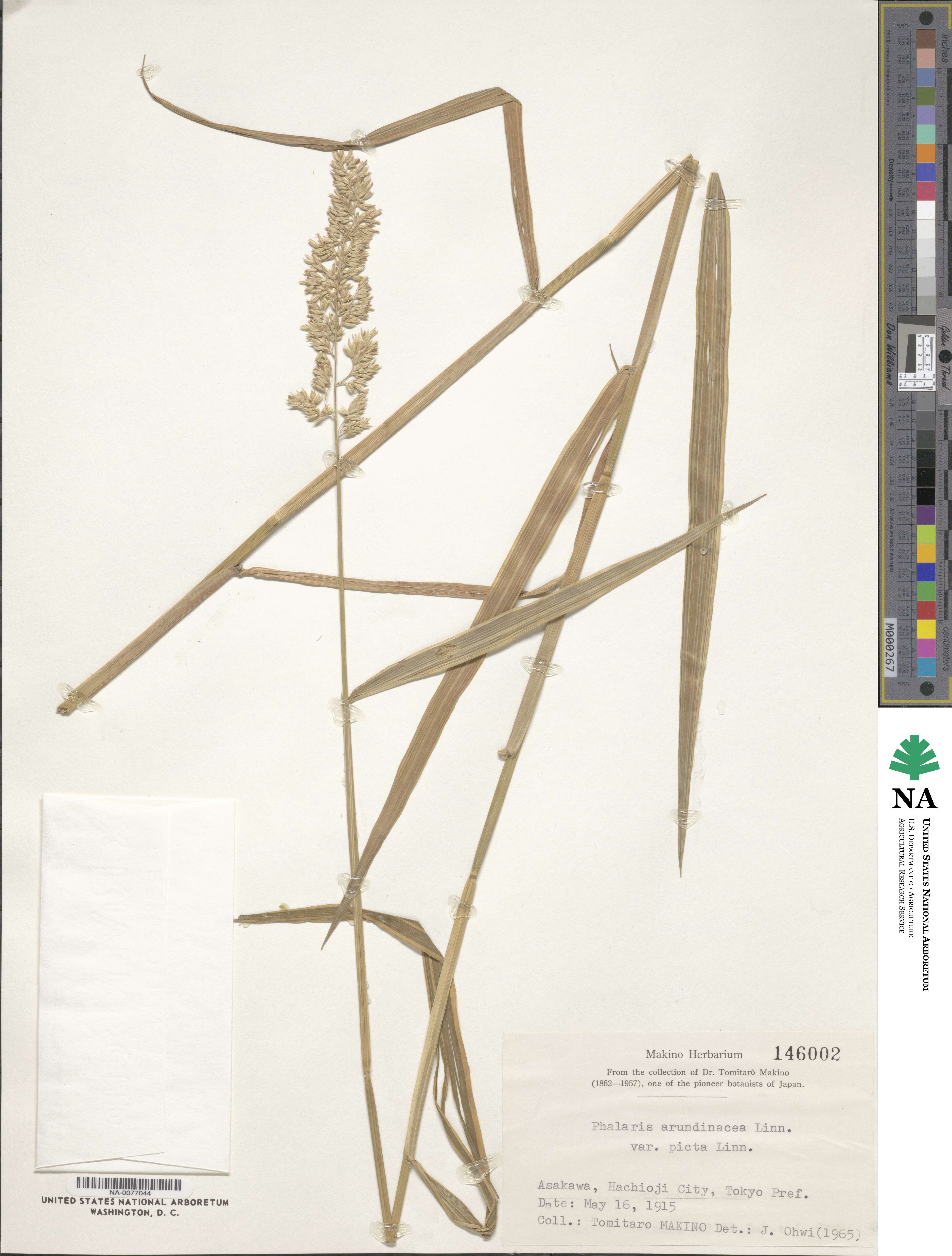 Phalaris arundinacea image