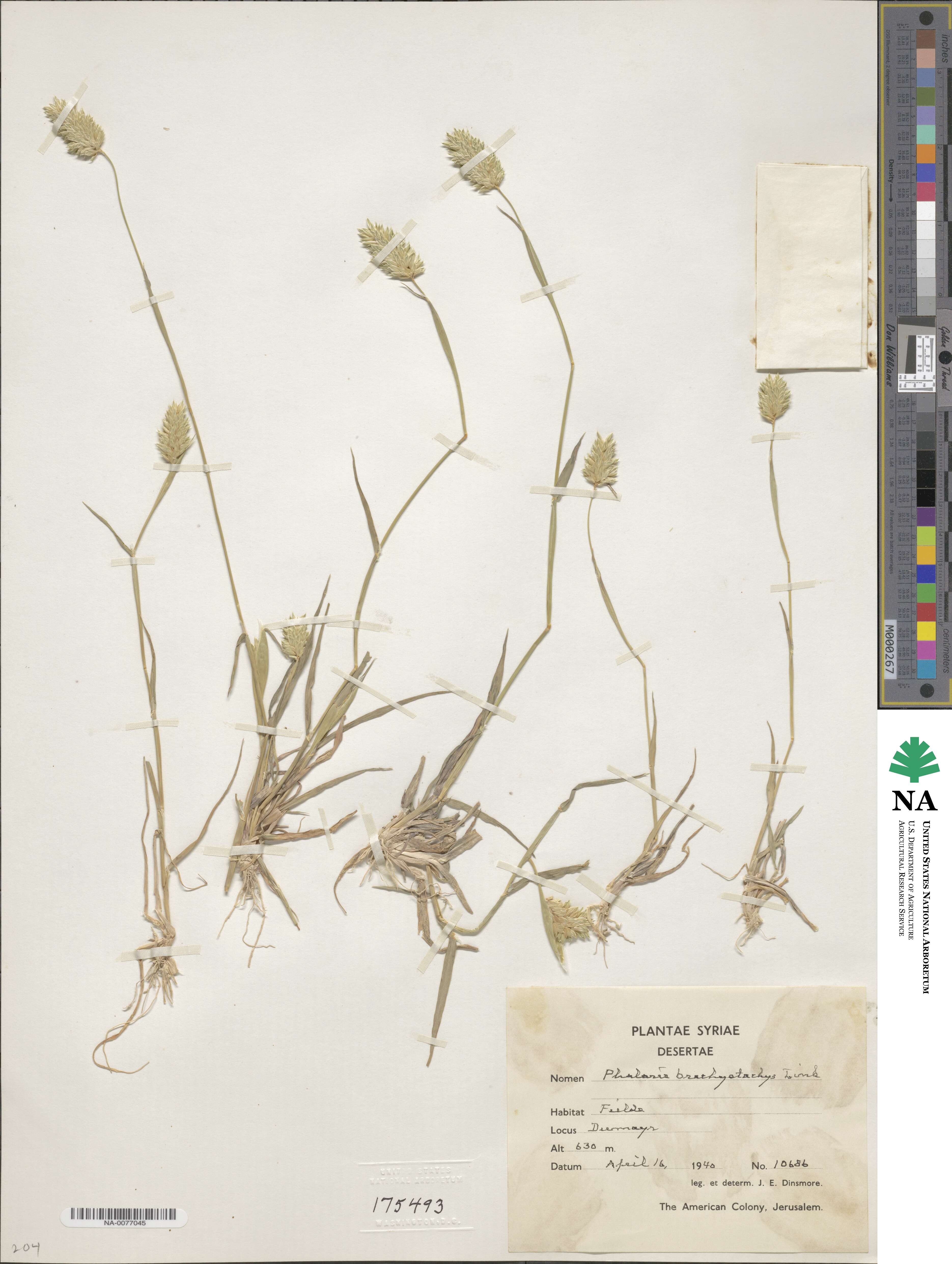 Phalaris brachystachys image