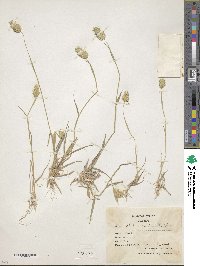 Phalaris brachystachys image