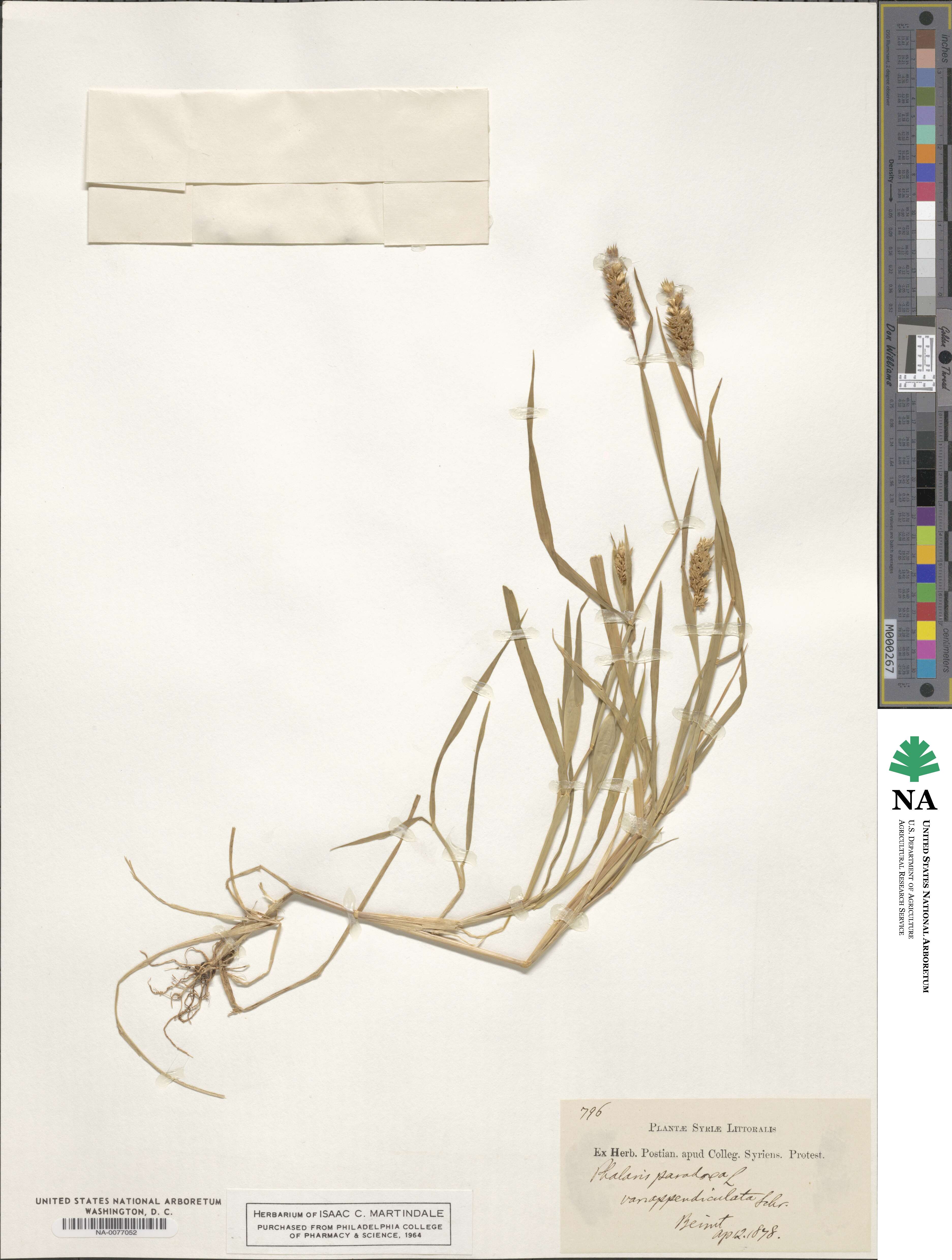 Phalaris paradoxa image