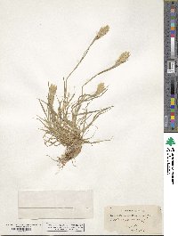 Phalaris paradoxa image