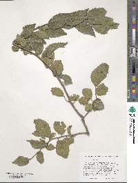 Ulmus microcarpa image